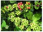 Xuất khẩu cà phê tháng 11 tăng gần 20%