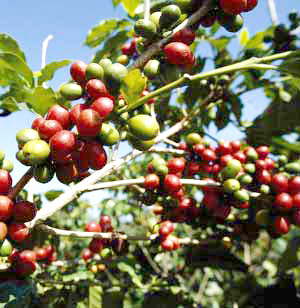 Đăk Lăk đáp ứng 15.000 tỉ đồng thu mua cà phê